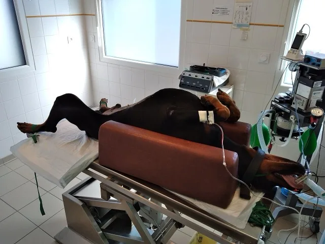 Sebészeti asszisztencia műtét közben állatorvosi klinikán